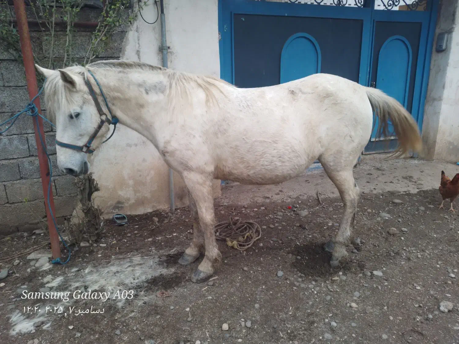 مادیان ۸سال ابستن|اسب و تجهیزات اسب‌سواری|کلاچای, |دیوار