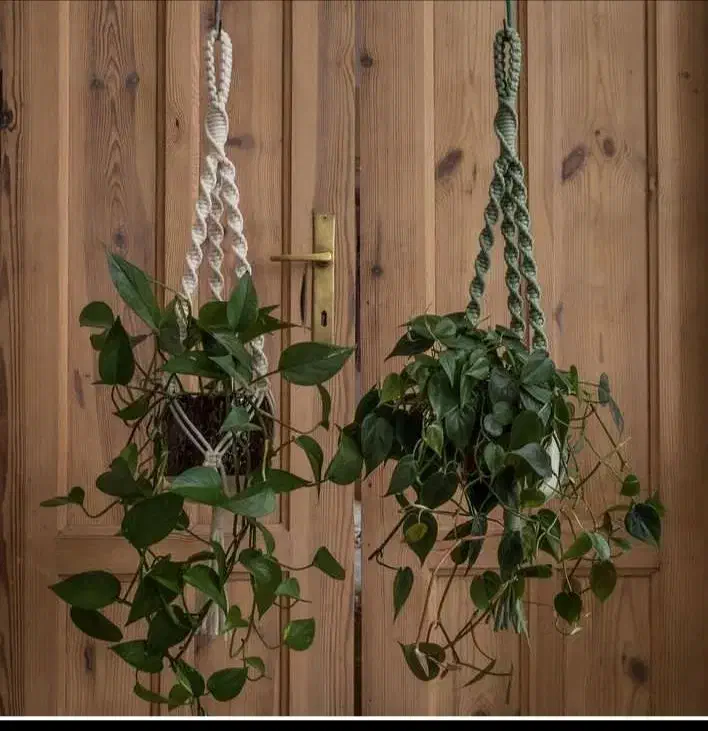 نگهدارنده گلدان وانواع گل|صنایع دستی و سایر لوازم تزئینی|قم, هفت تیر|دیوار