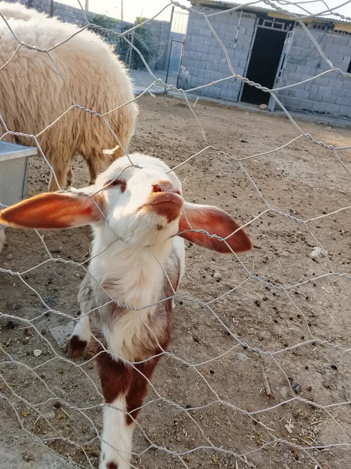 بره|حیوانات مزرعه|ازگله, |دیوار