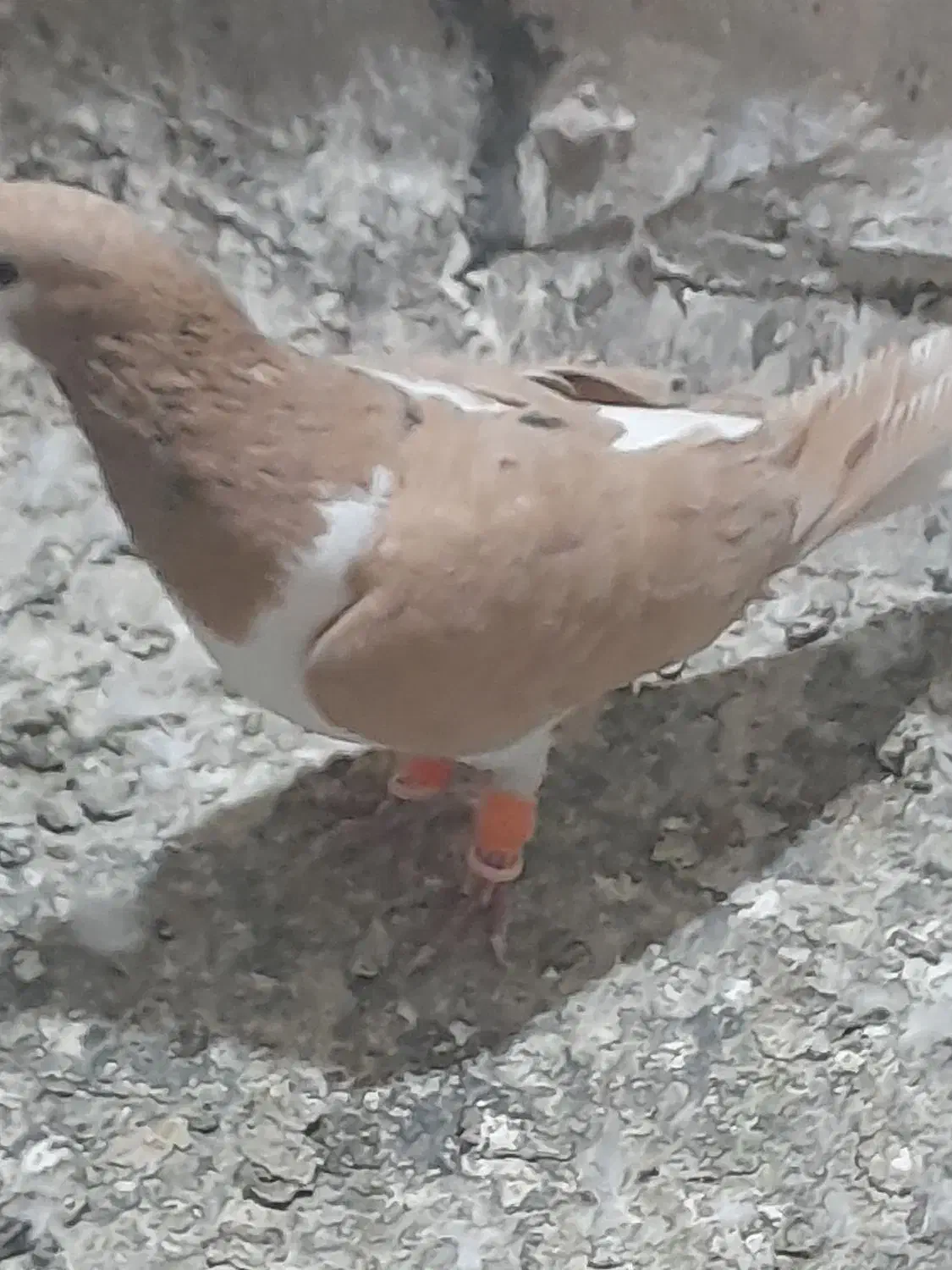 پیداشده|حیوانات|سبزوار, شرق کال میانی|دیوار