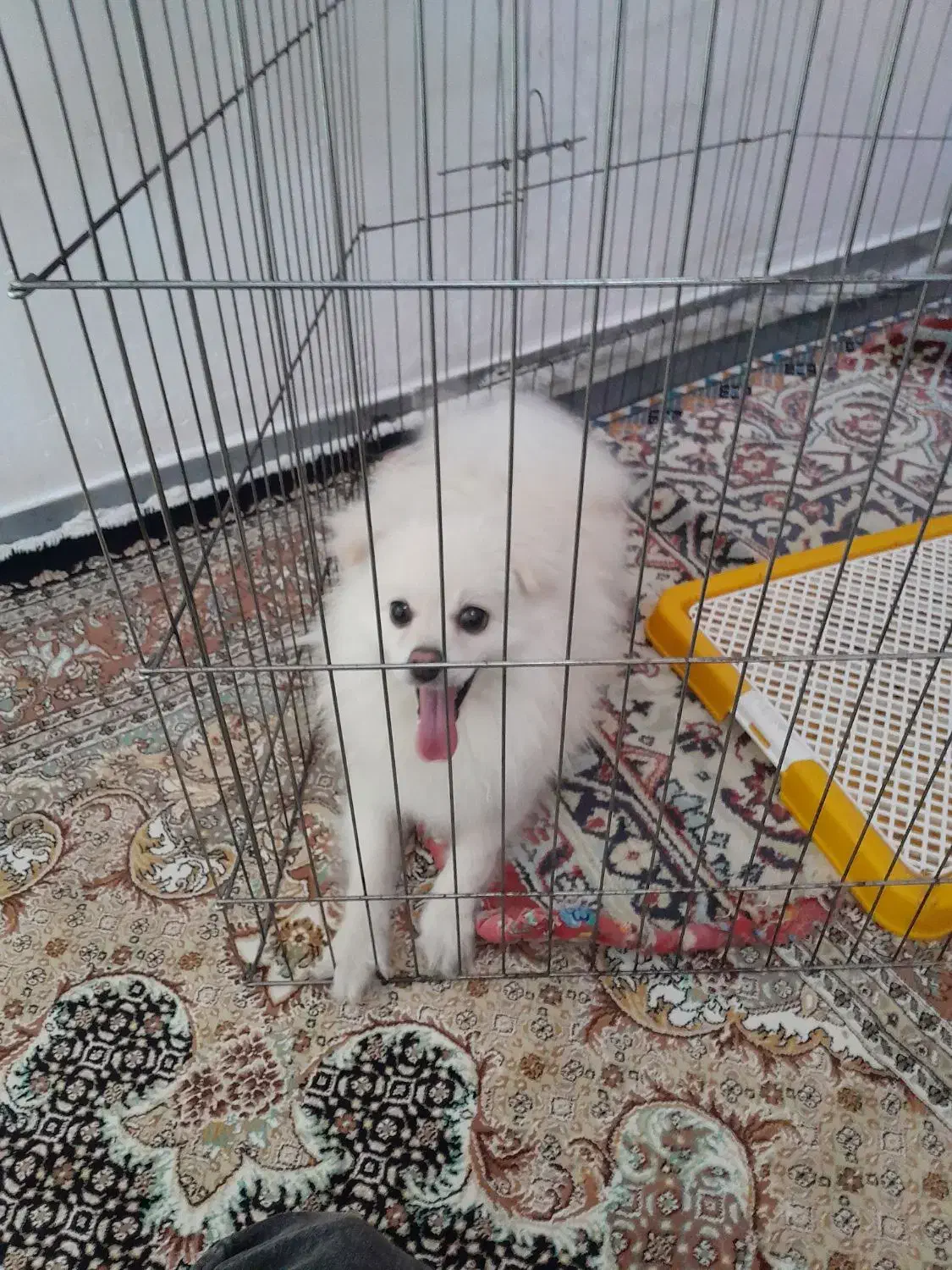 سگ پامری نر چهار ماهه هست قیمت اا میلیون|سگ|پارسآباد, |دیوار