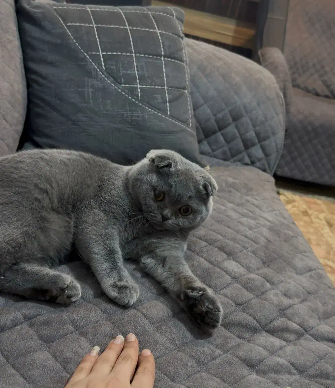 اسکاتیش|گربه|اهواز, کوروش|دیوار