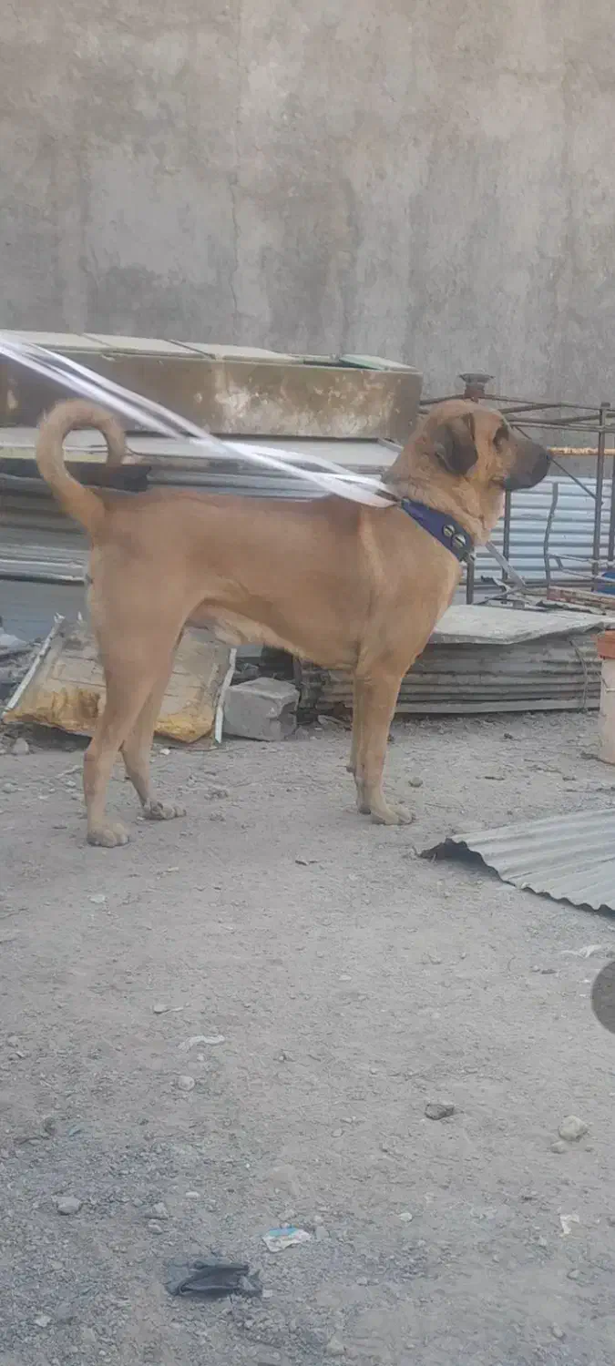 پژدرواگذاری|سگ|نسیمشهر, |دیوار