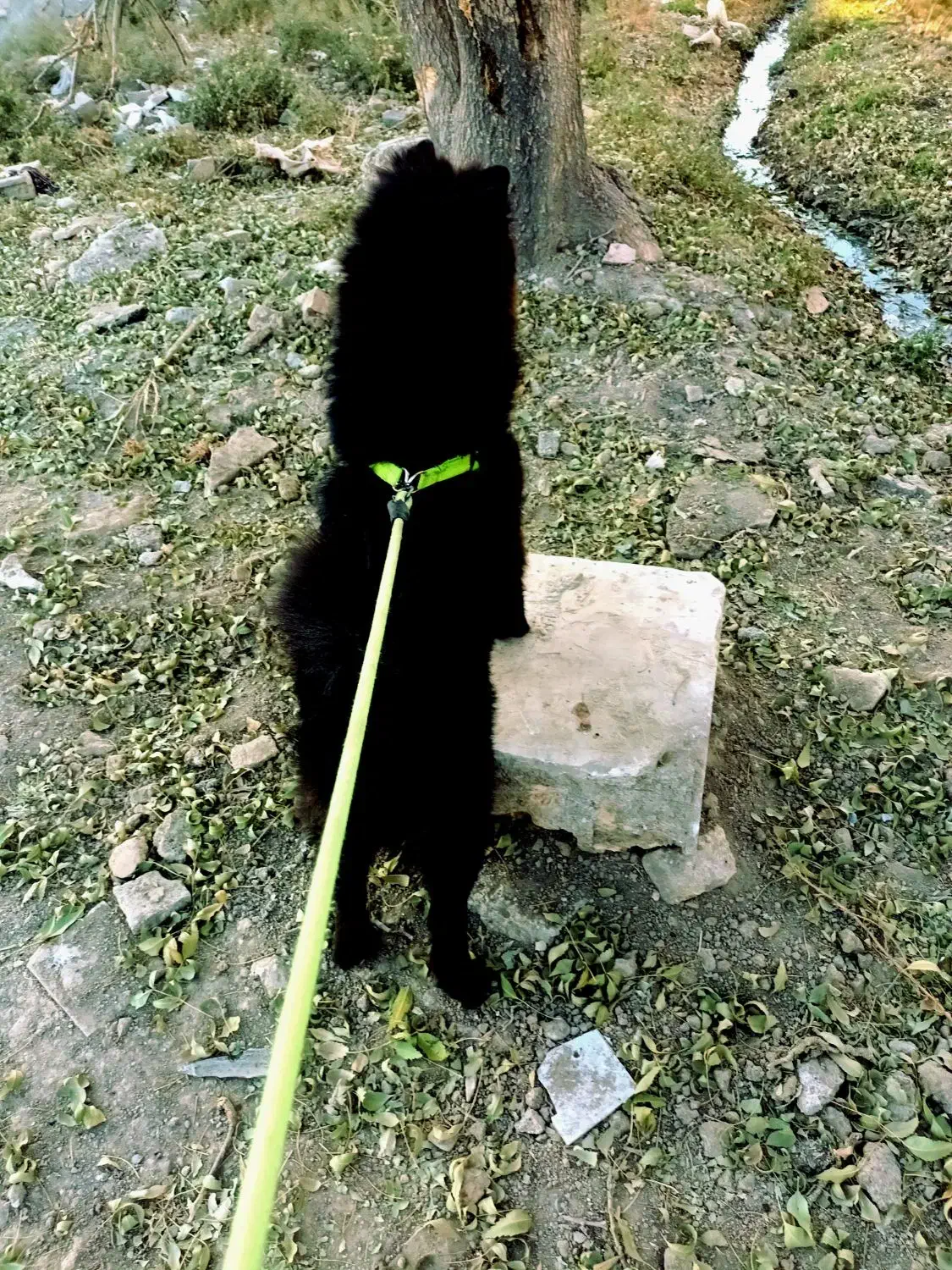 جفت گیری سگ|سگ|کرج, شهرک سهرابیه|دیوار