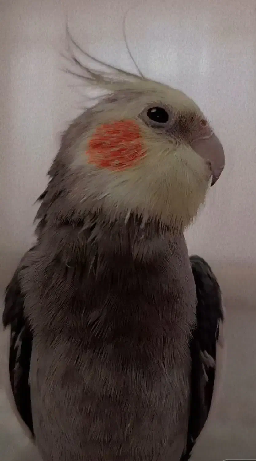 گمشده|حیوانات|شیراز, لشکری‎|دیوار