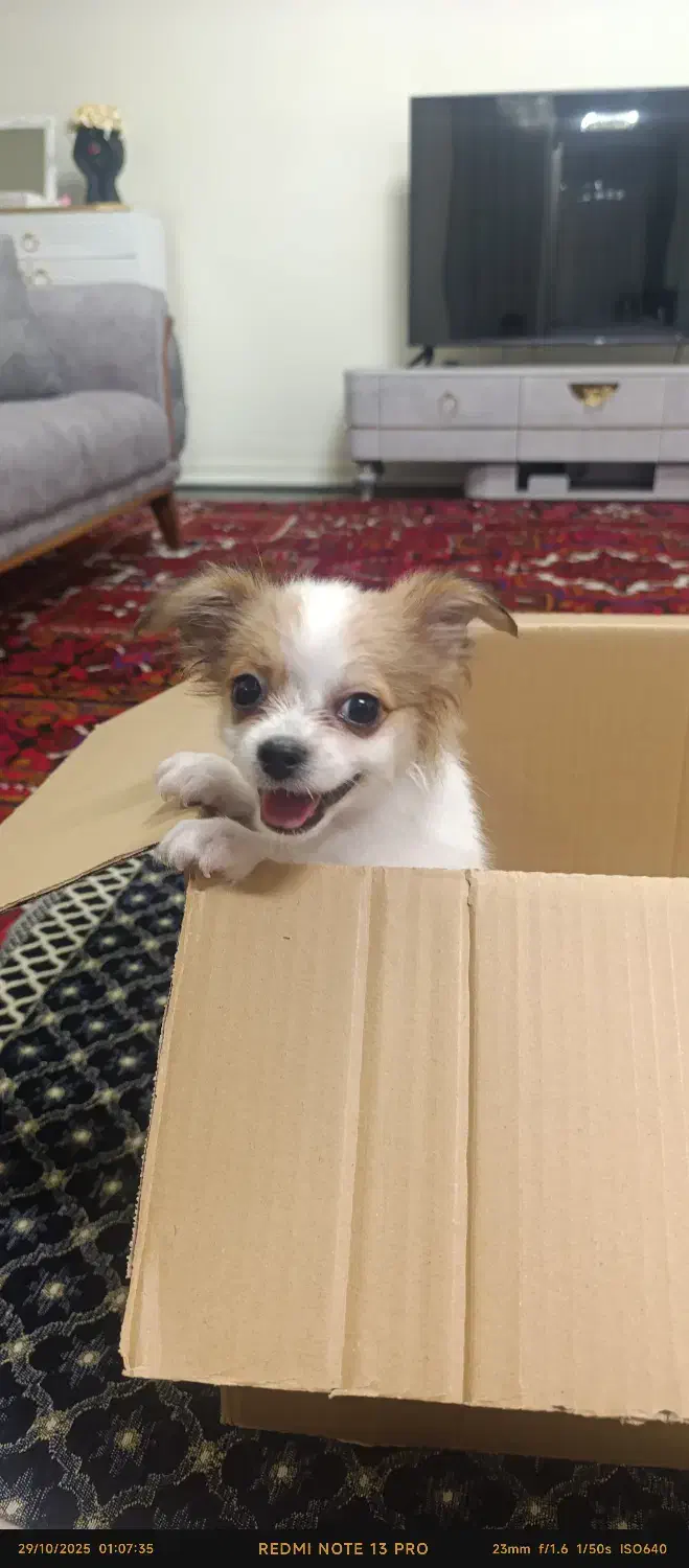 توله اشپیتز شیواوا|سگ|صوفیان, |دیوار