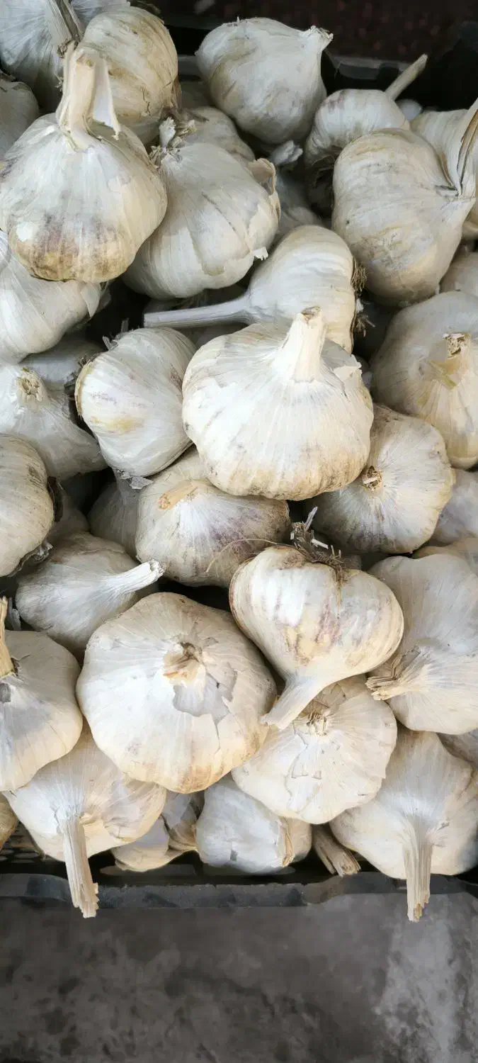 به نظرتون بهترین جا برای فروش سیر کجاست|فعالیت داوطلبانه|اسلامشهر, مظفریه|دیوار