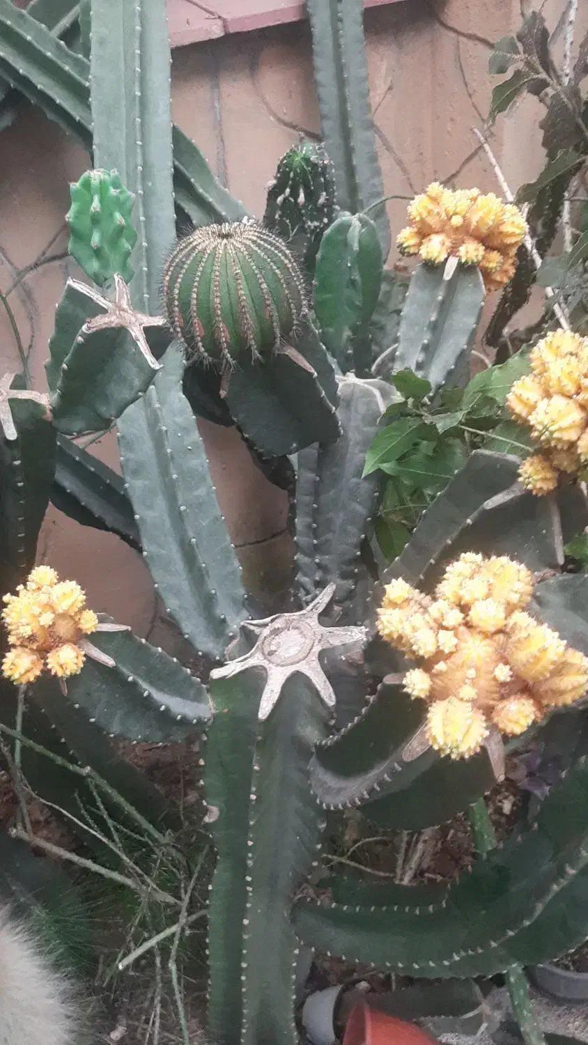 فروش کاکتوس ریز درشت درهم حراجی|گل و گیاه طبیعی|سلمانشهر, |دیوار