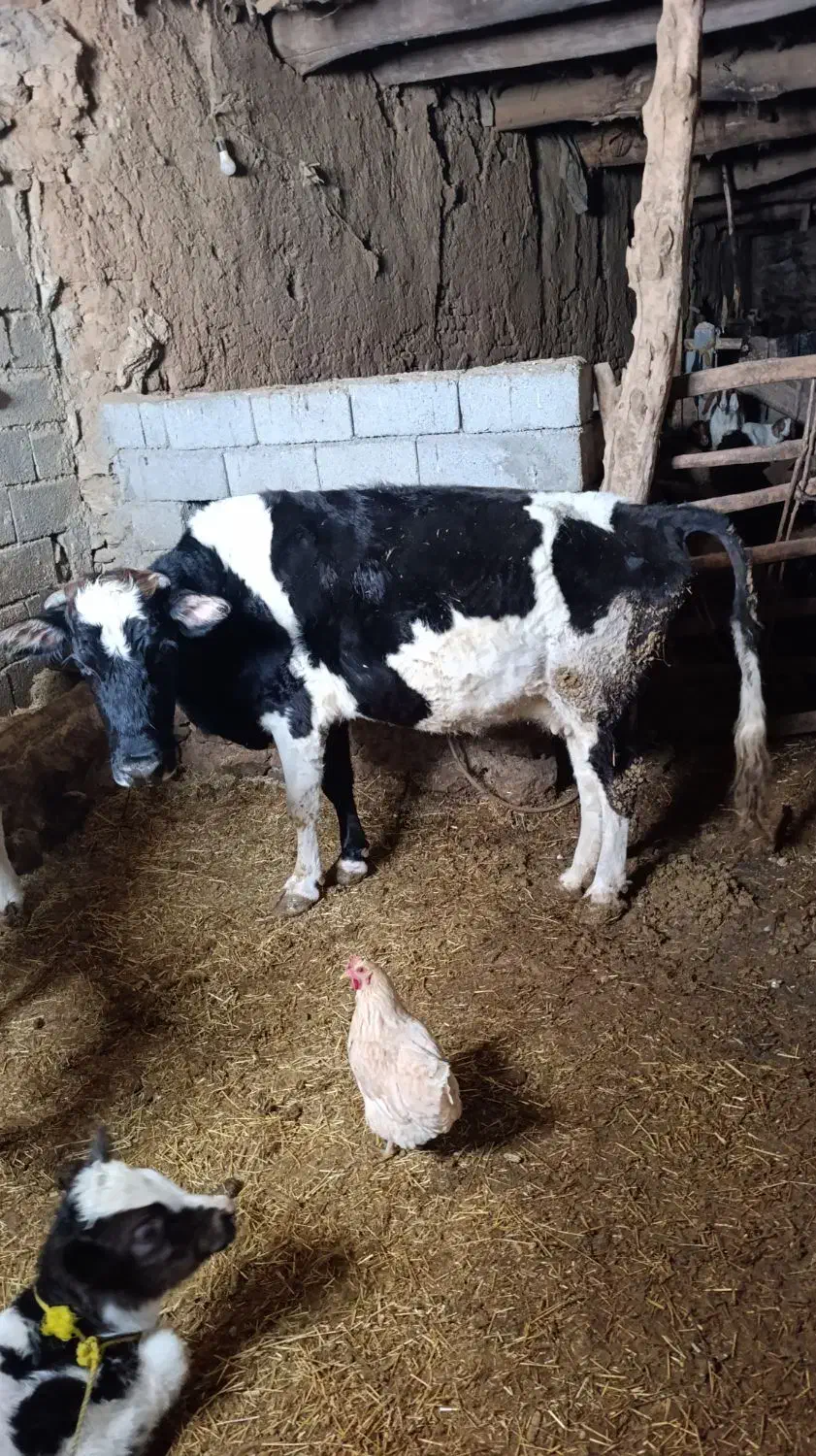 گاو گوشتی|حیوانات مزرعه|سارال, |دیوار