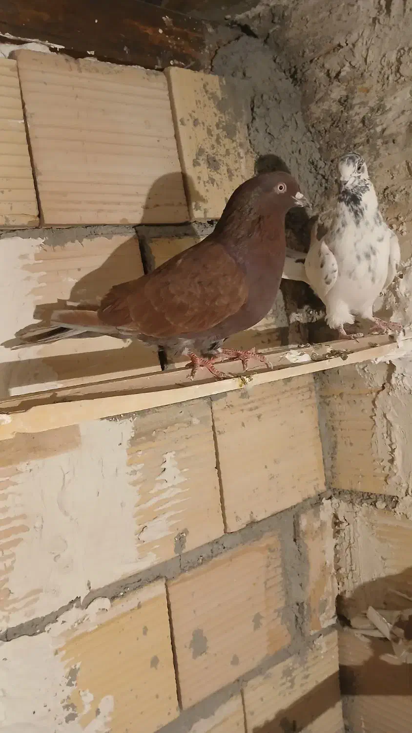 سرخ نر|پرنده|شهریار, شهرک امیریه|دیوار