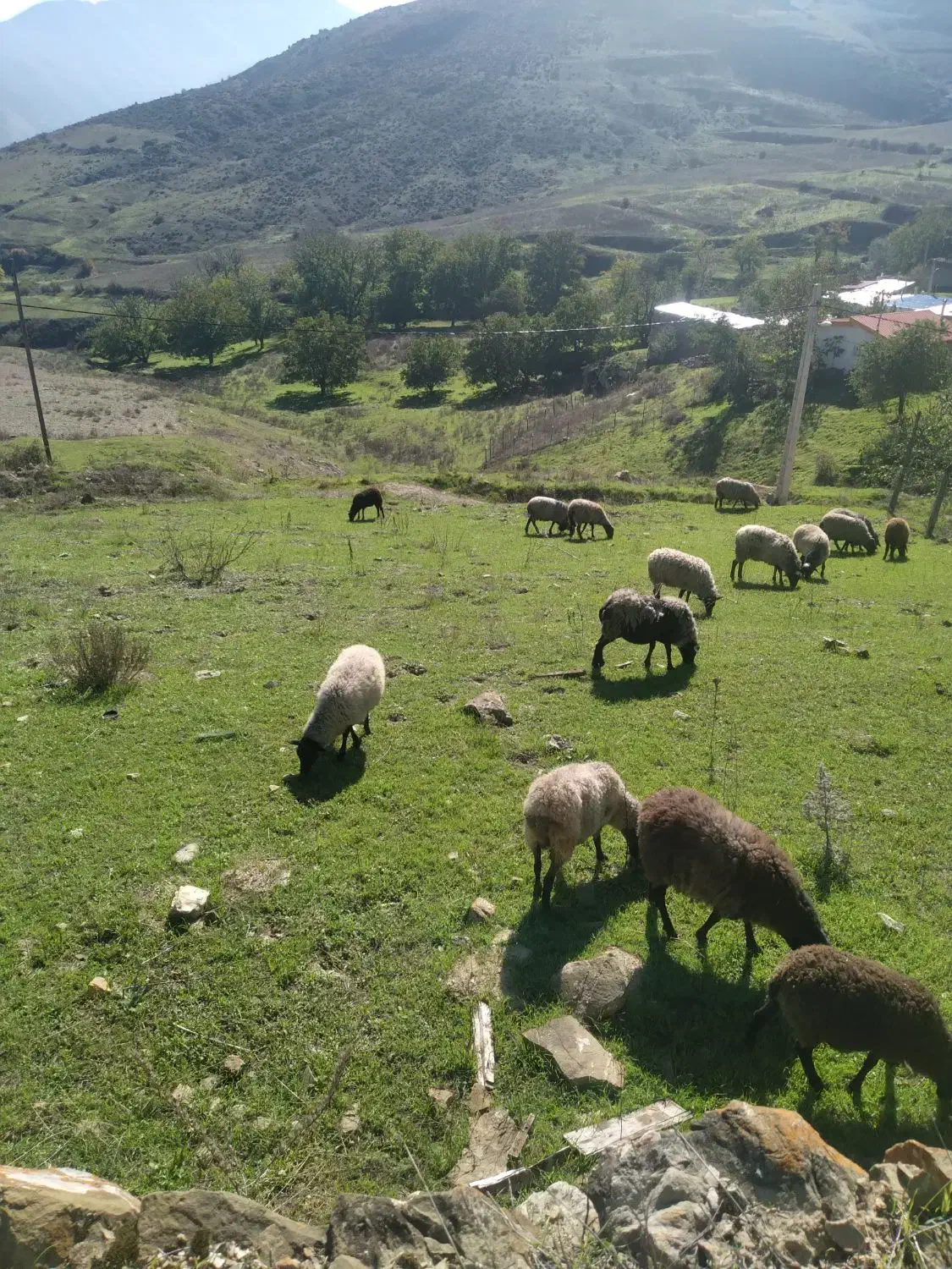 تعدادی گوسفند رومانف به فروش میرسد|حیوانات مزرعه|کلیبر, |دیوار