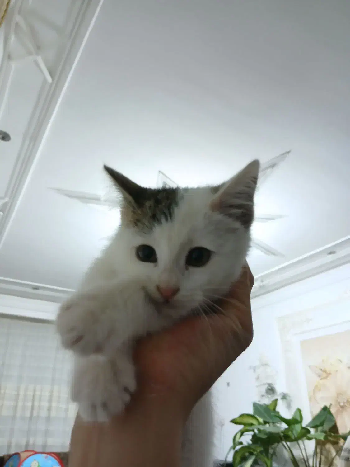 گربه دو سه ماهه|گربه|اردبیل, |دیوار