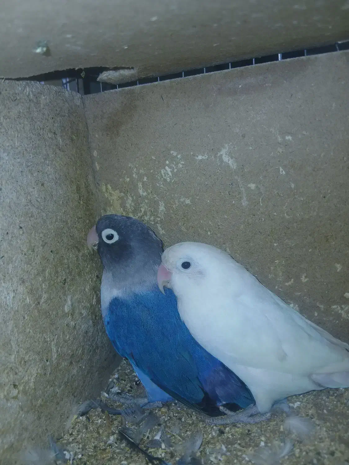 کوتوله|پرنده|یزد, |دیوار