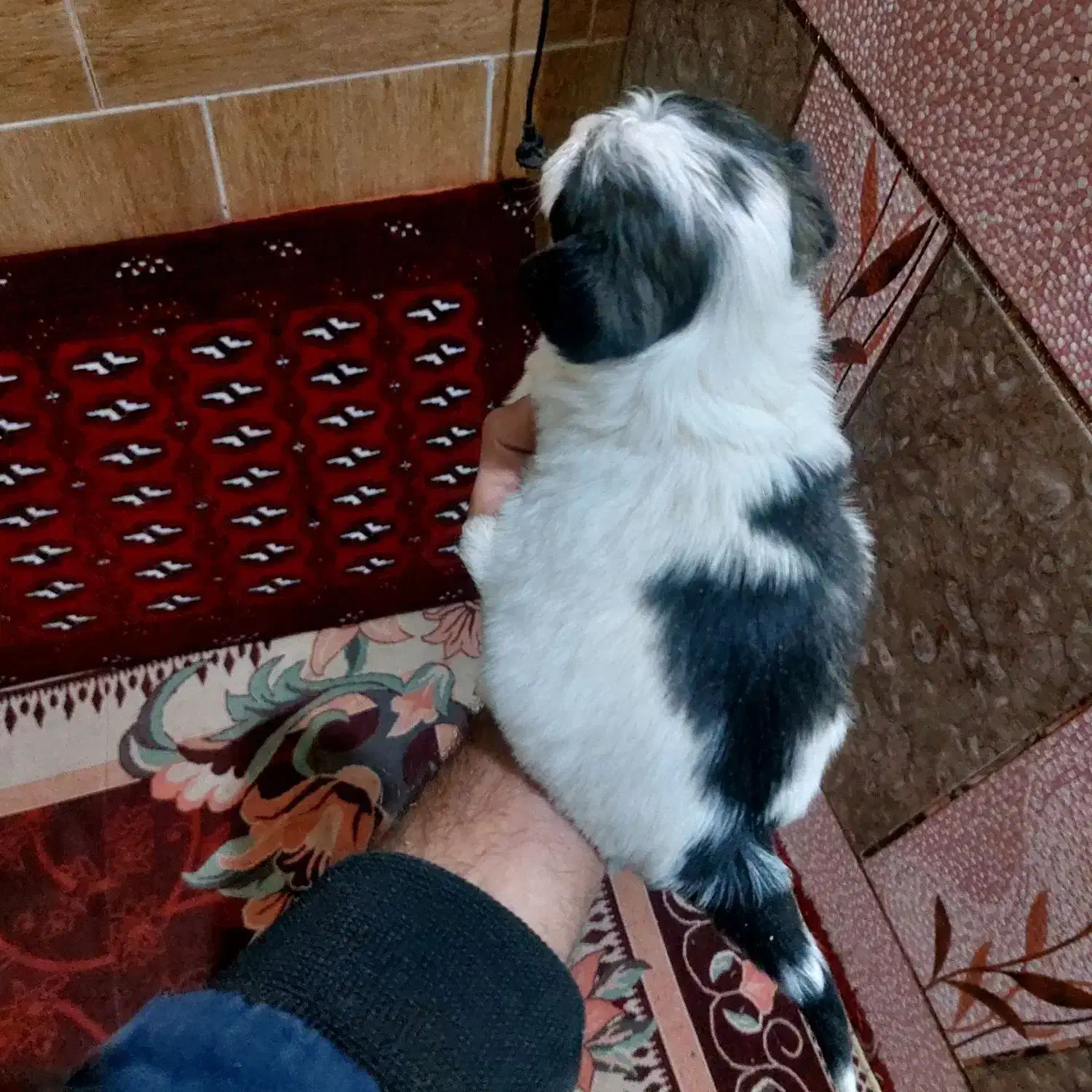 واگذاری سگ پامر سایز ریز|سگ|فارسان, |دیوار