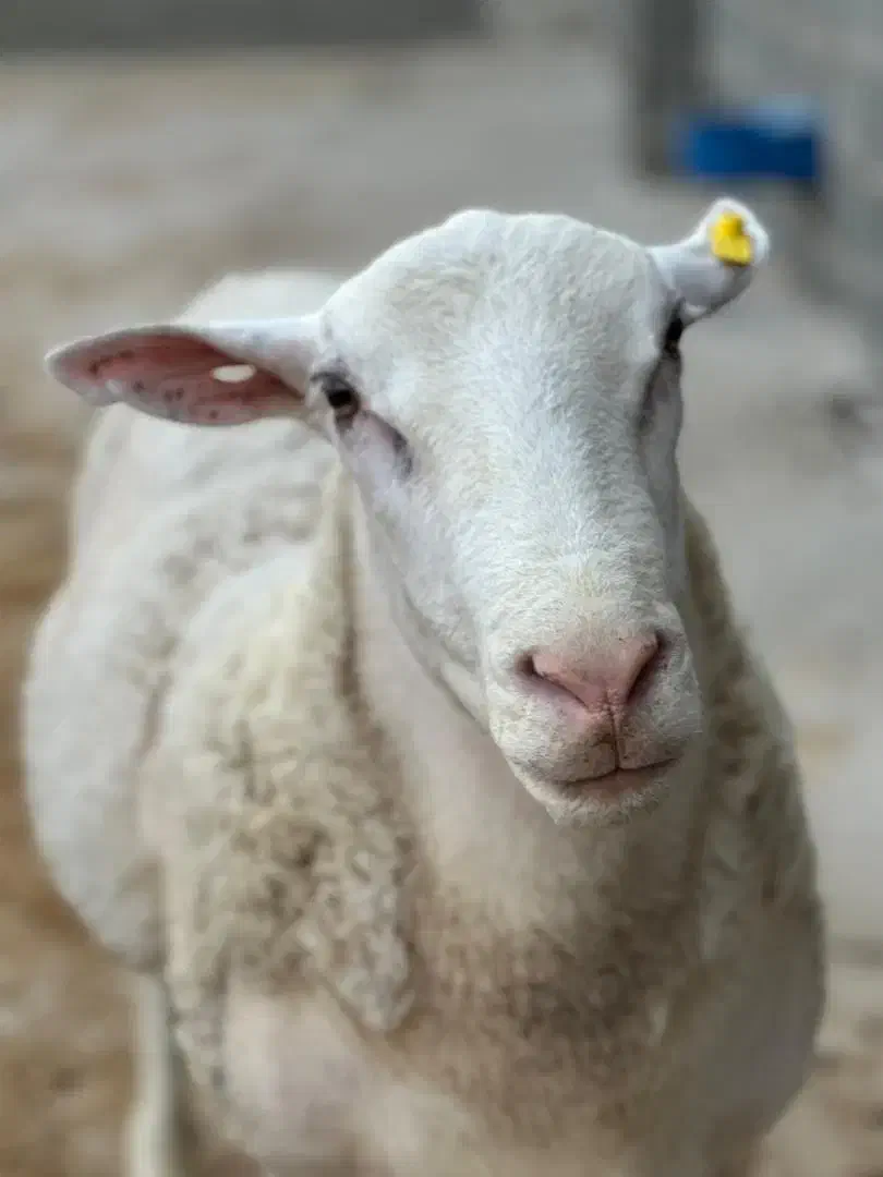 قوچ رومن|حیوانات مزرعه|قرچک, مهدیه|دیوار