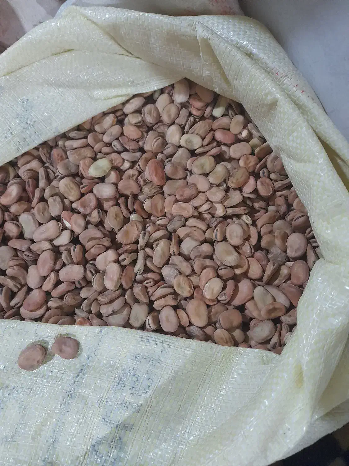 فروش باقلای طارم|عمدهفروشی|میانه, |دیوار