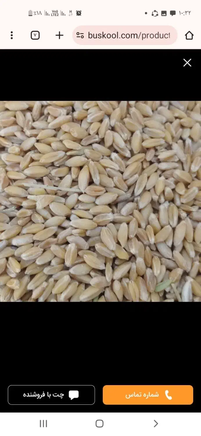 بذرگندم|عمده‌فروشی|کلیائی, |دیوار