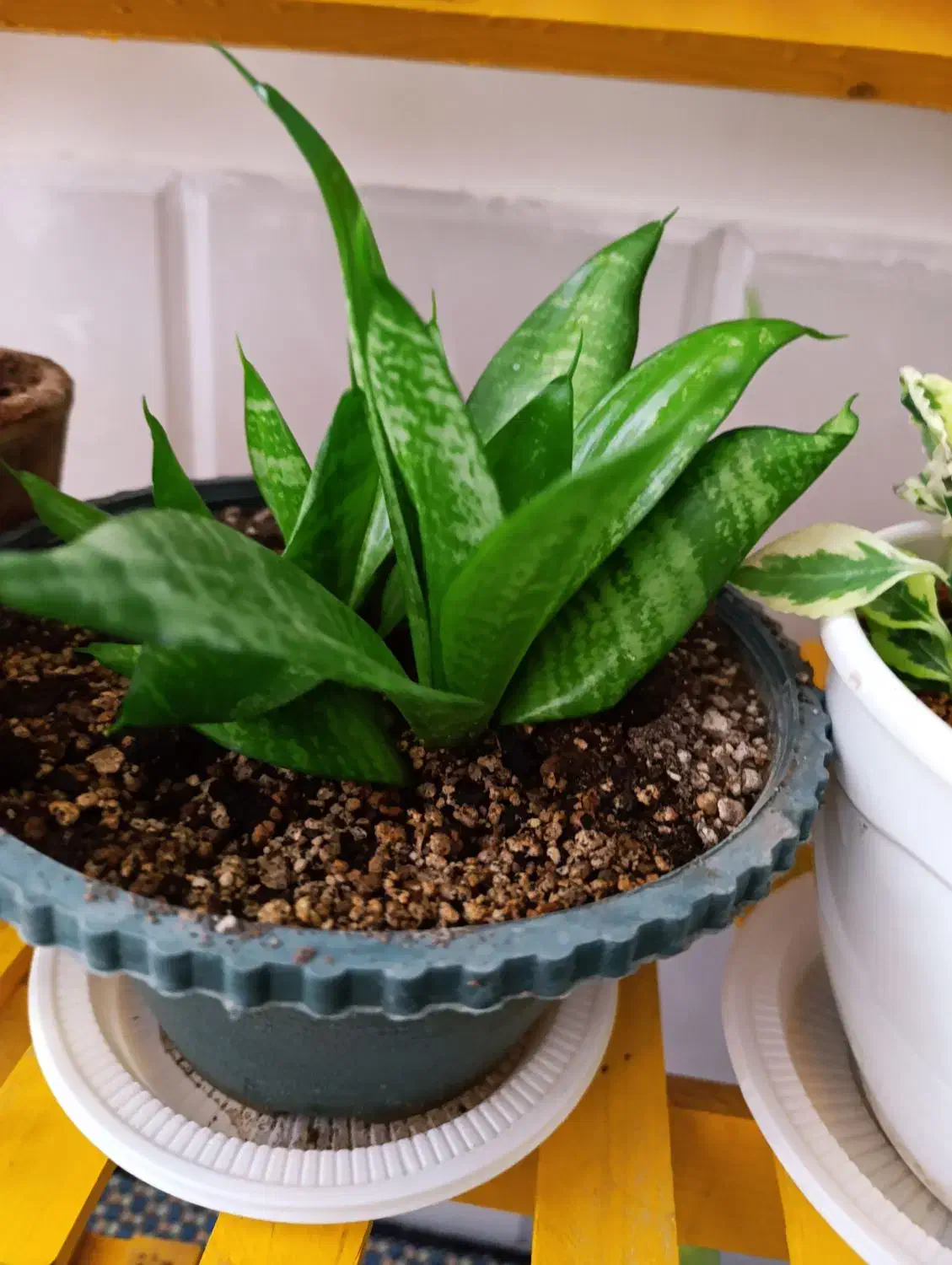 گلهای فروشی|گل و گیاه طبیعی|فردوس (خراسان), |دیوار