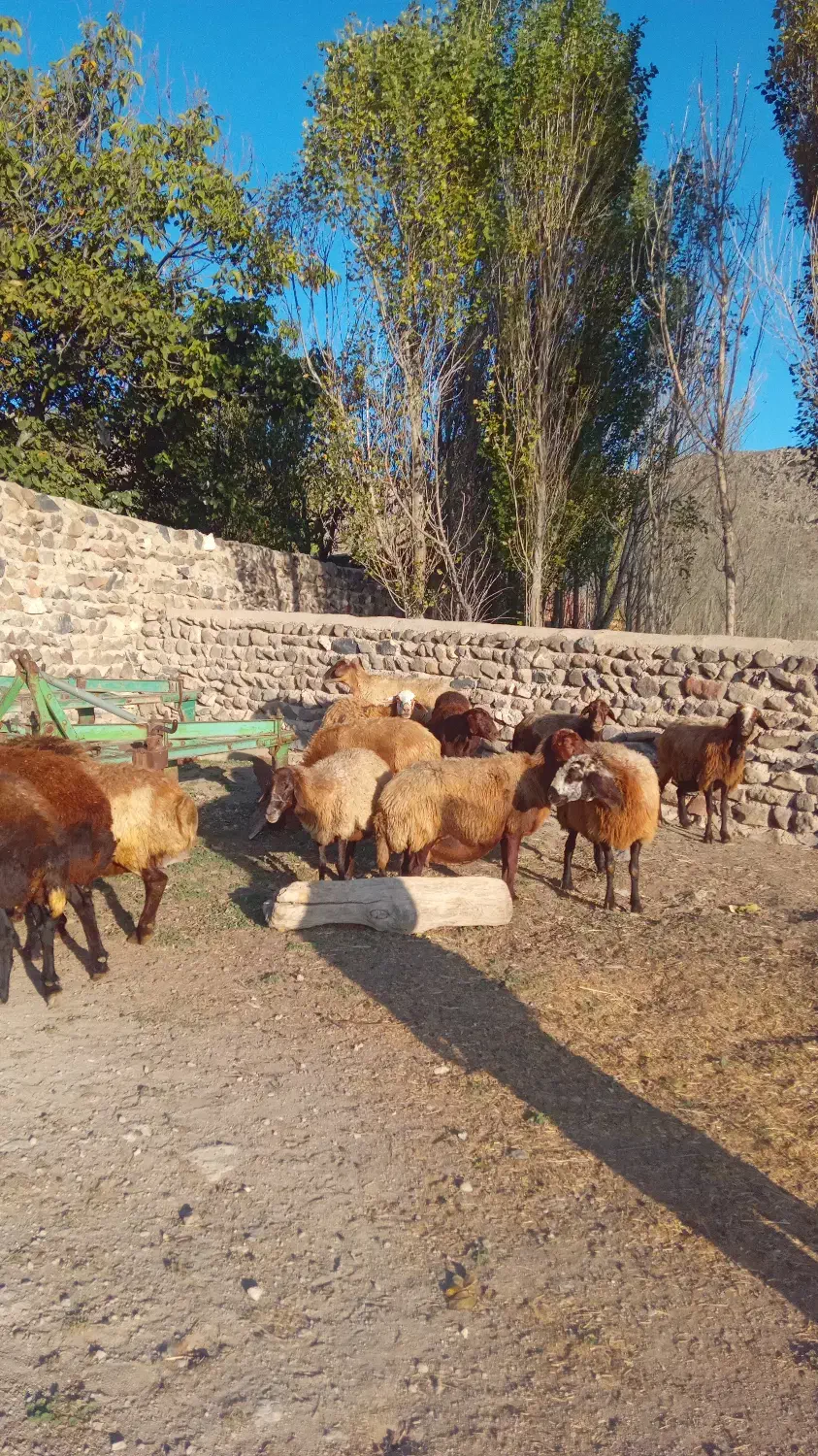 ۱۴راس گوسفند ماده|حیوانات مزرعه|نیر (اردبیل), |دیوار