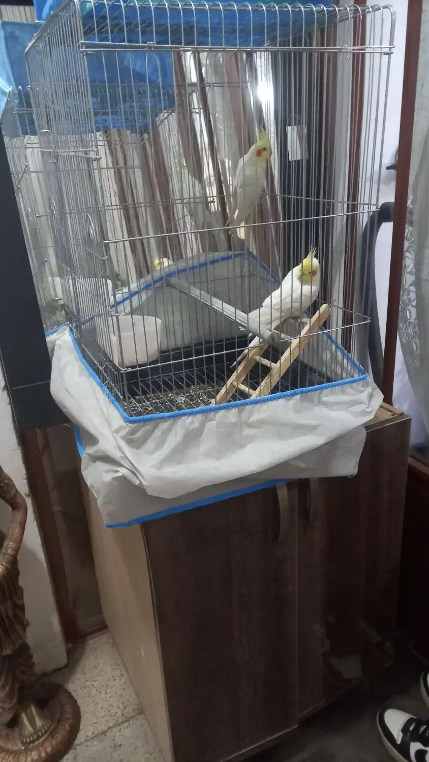 ۲عدد ماده یه نر سخنگو سالم سرحال|پرنده|کاشان, امام خمینی|دیوار