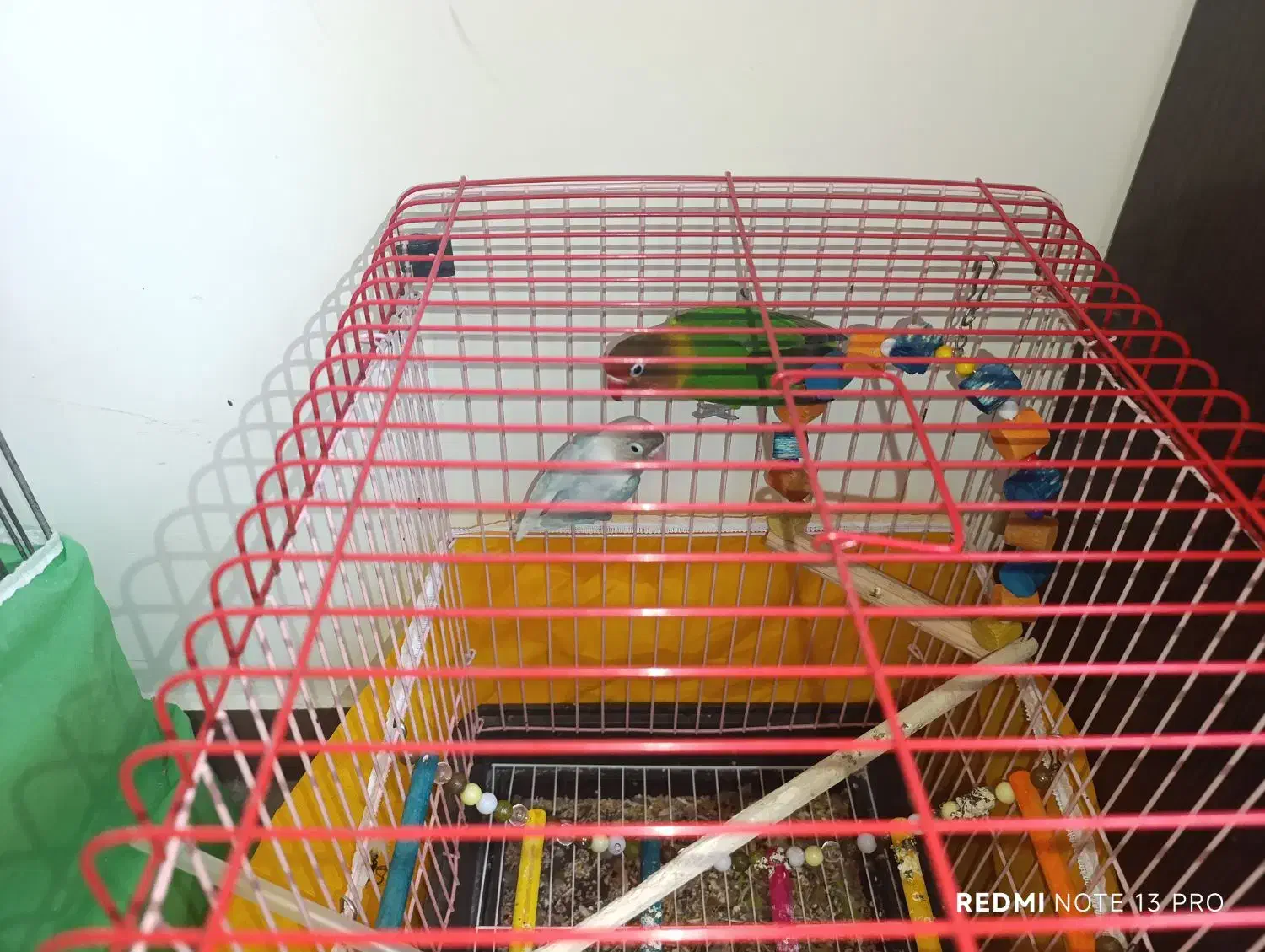 عروس هلندی کوتوله برژیلی|پرنده|ساری, |دیوار