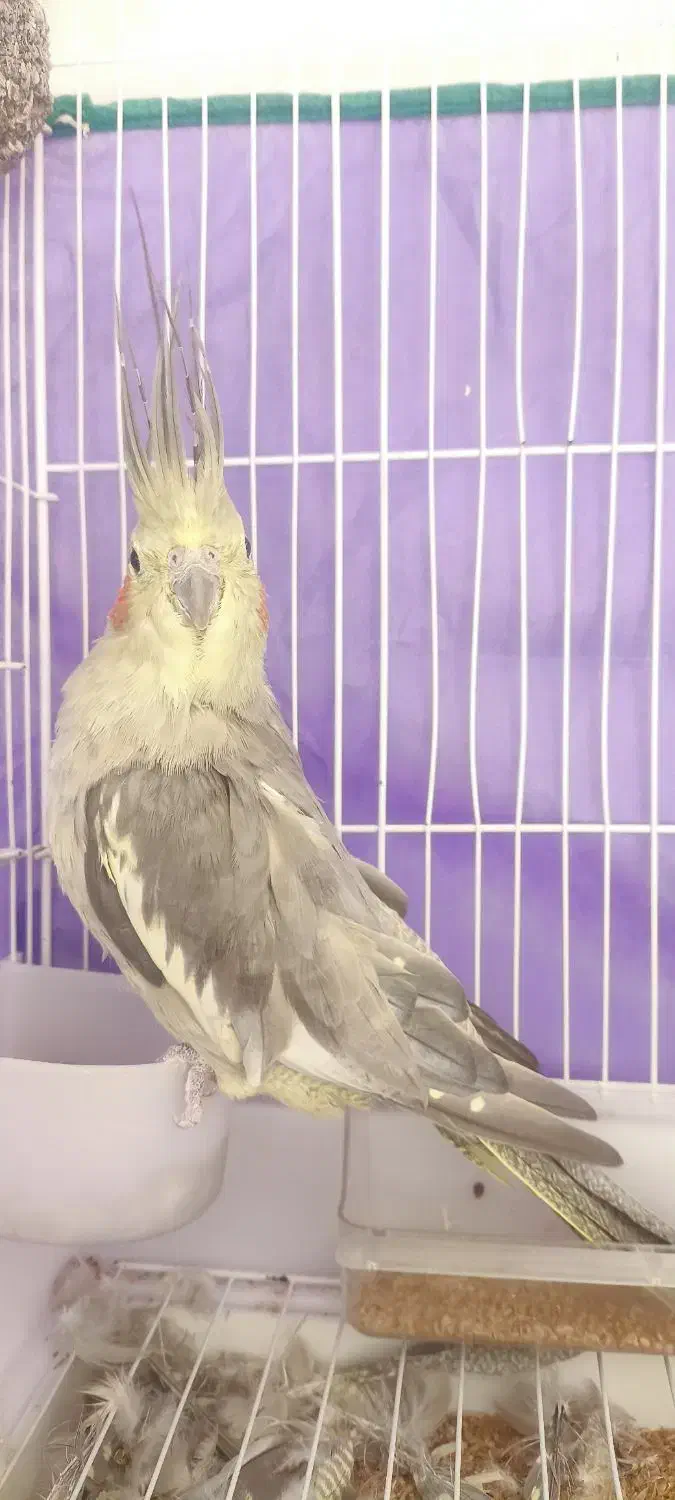 عروس هلندی ماده|پرنده|کرمان, |دیوار