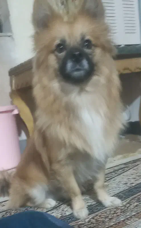 سگ پامر نر|سگ|حمیل, |دیوار