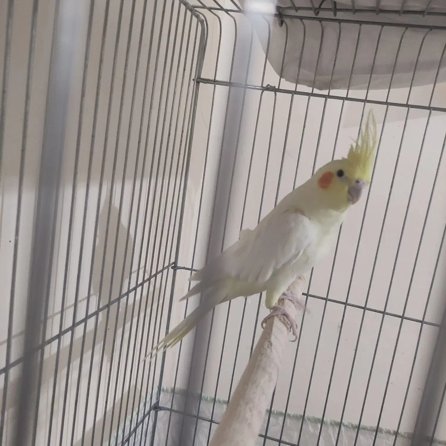 عروس هلندی ماده|پرنده|زنجان, |دیوار