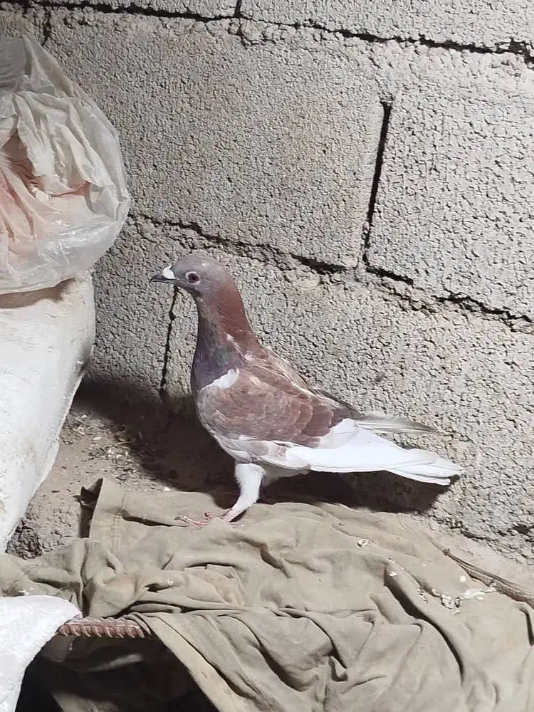 کبوتر|پرنده|آبپخش, |دیوار