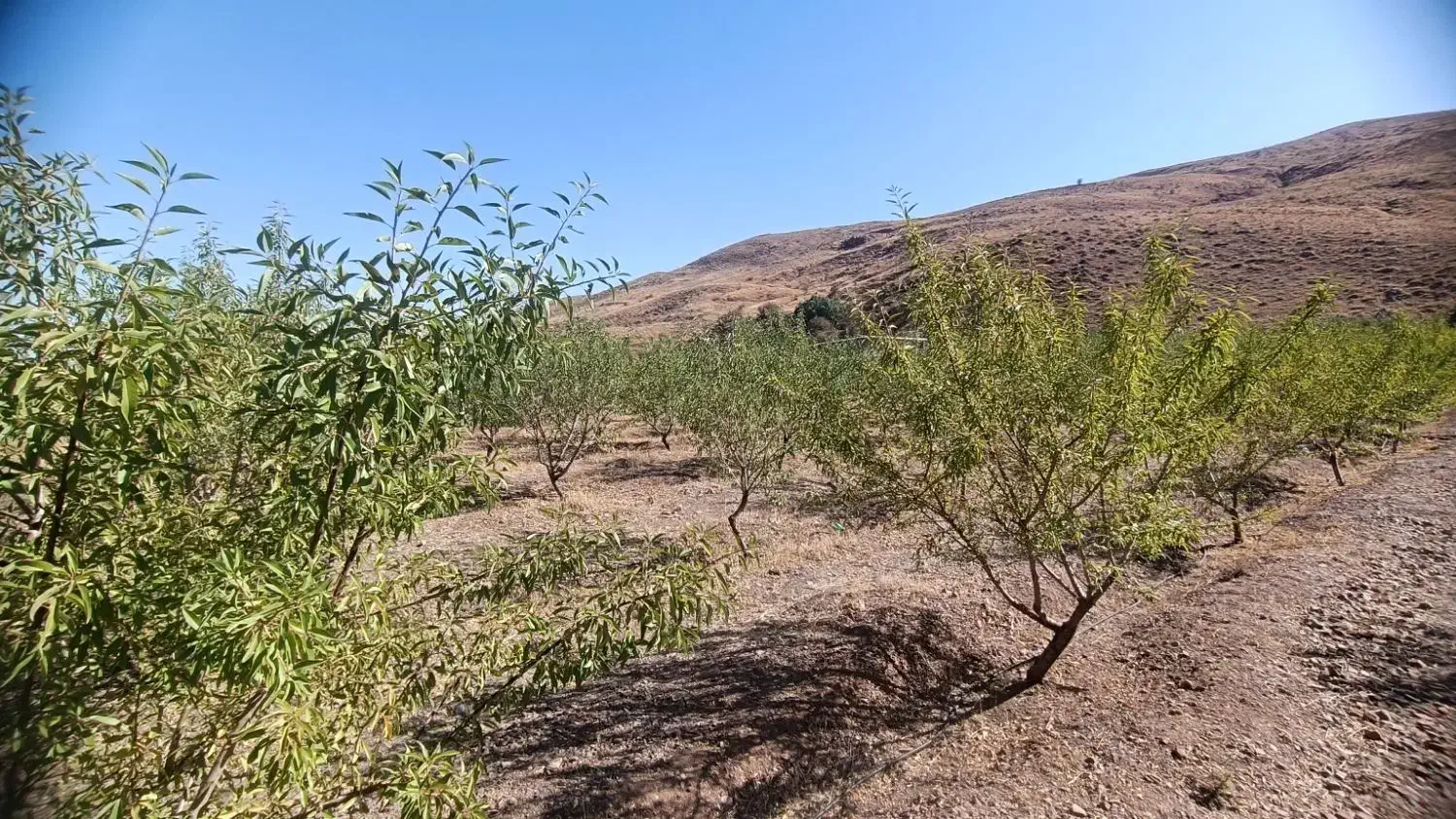 باغ ۲۰۰۰ متری در منطقه خوش آبوهوای سیوان|فروش دفتر صنعتی، کشاورزی، تجاری|مرند, |دیوار