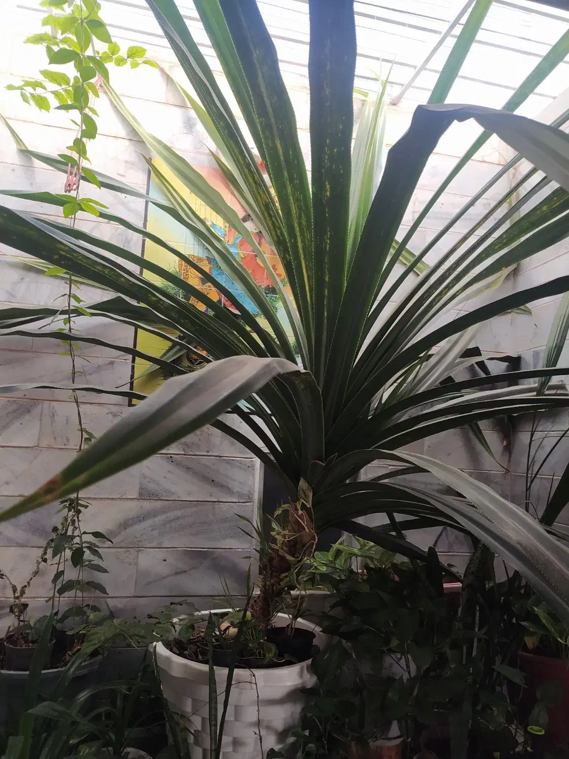 گل پاندانوس|گل و گیاه طبیعی|بیرجند, |دیوار