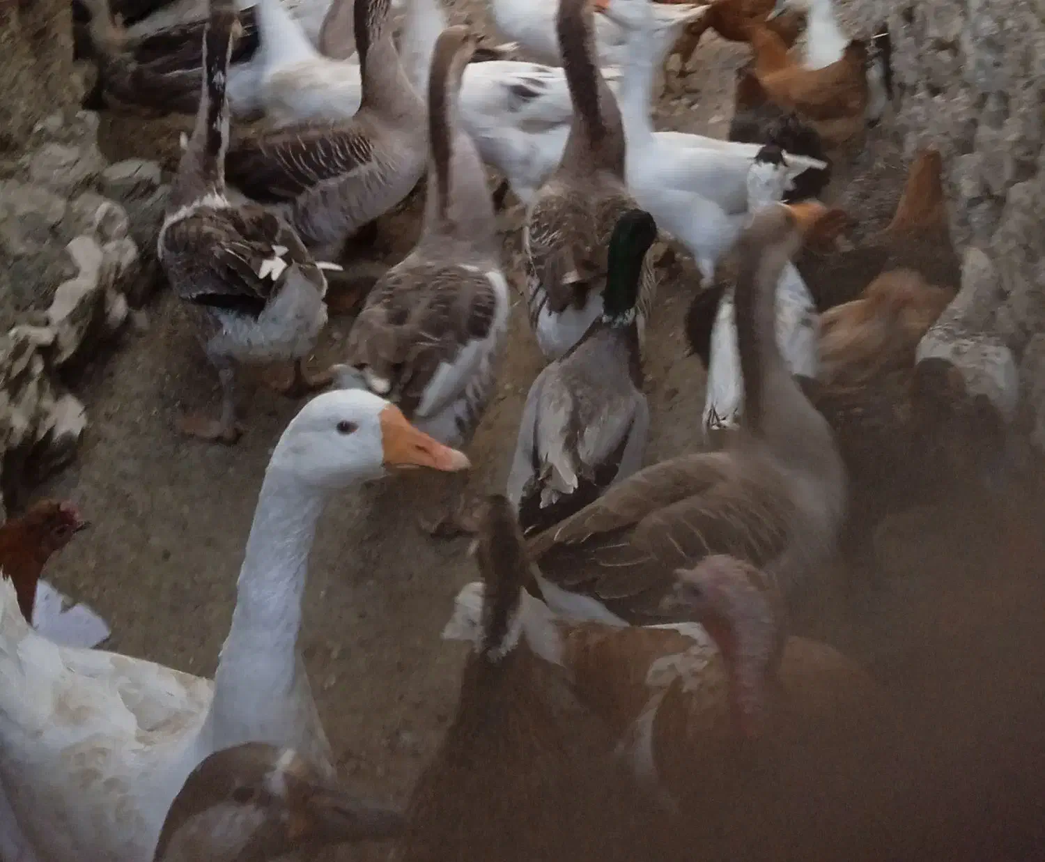 تعداد غاز و بوقلمون به فروش می رسد|حیوانات مزرعه|ماکو, |دیوار