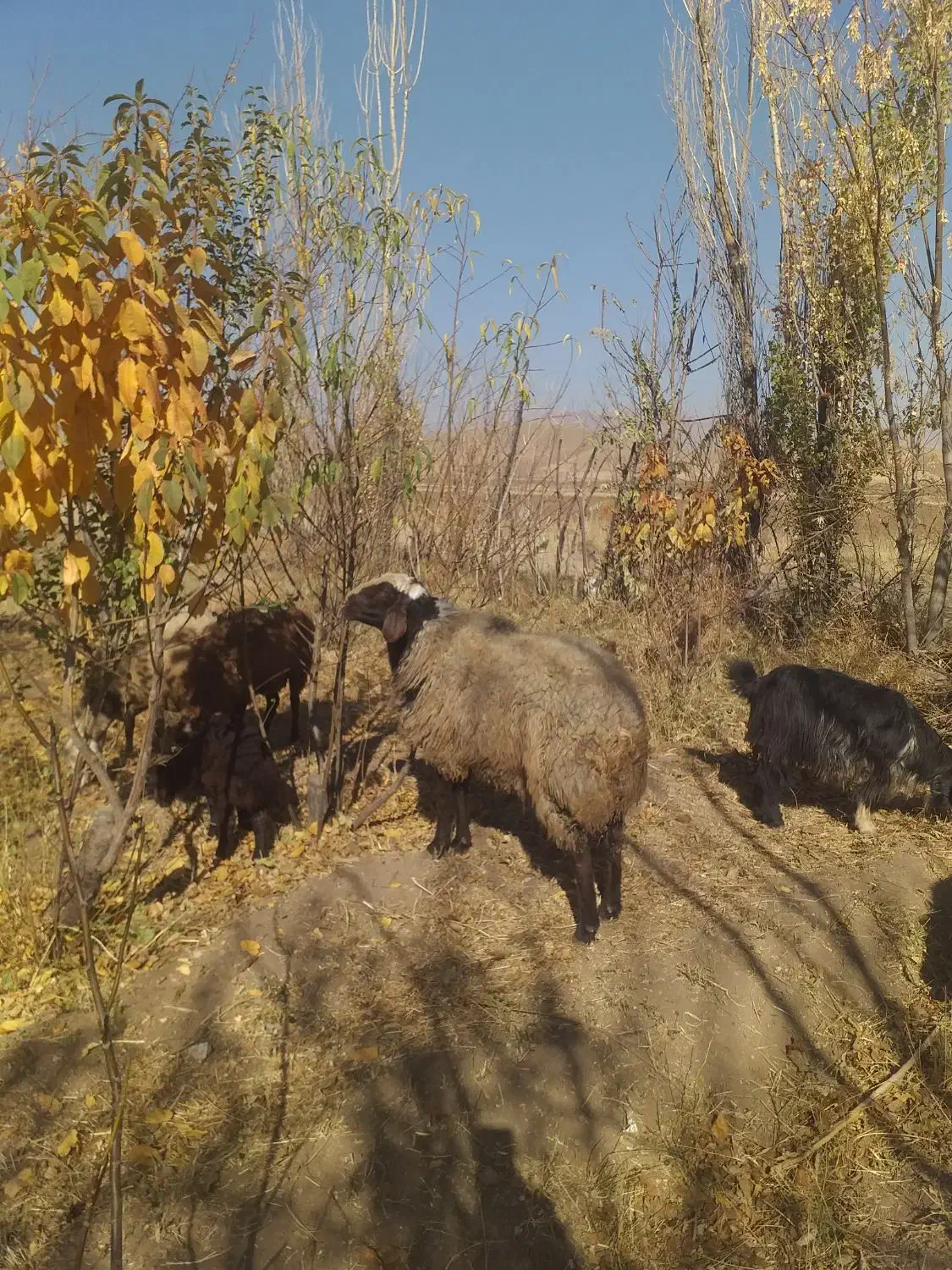 فروش قوچ نر شال|حیوانات مزرعه|پیر سلیمان, |دیوار