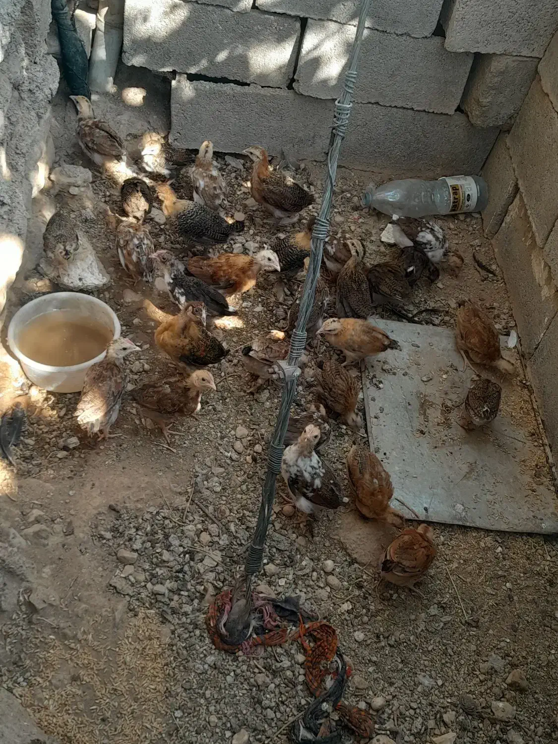 فروش تیله محلی|حیوانات مزرعه|لنده, |دیوار