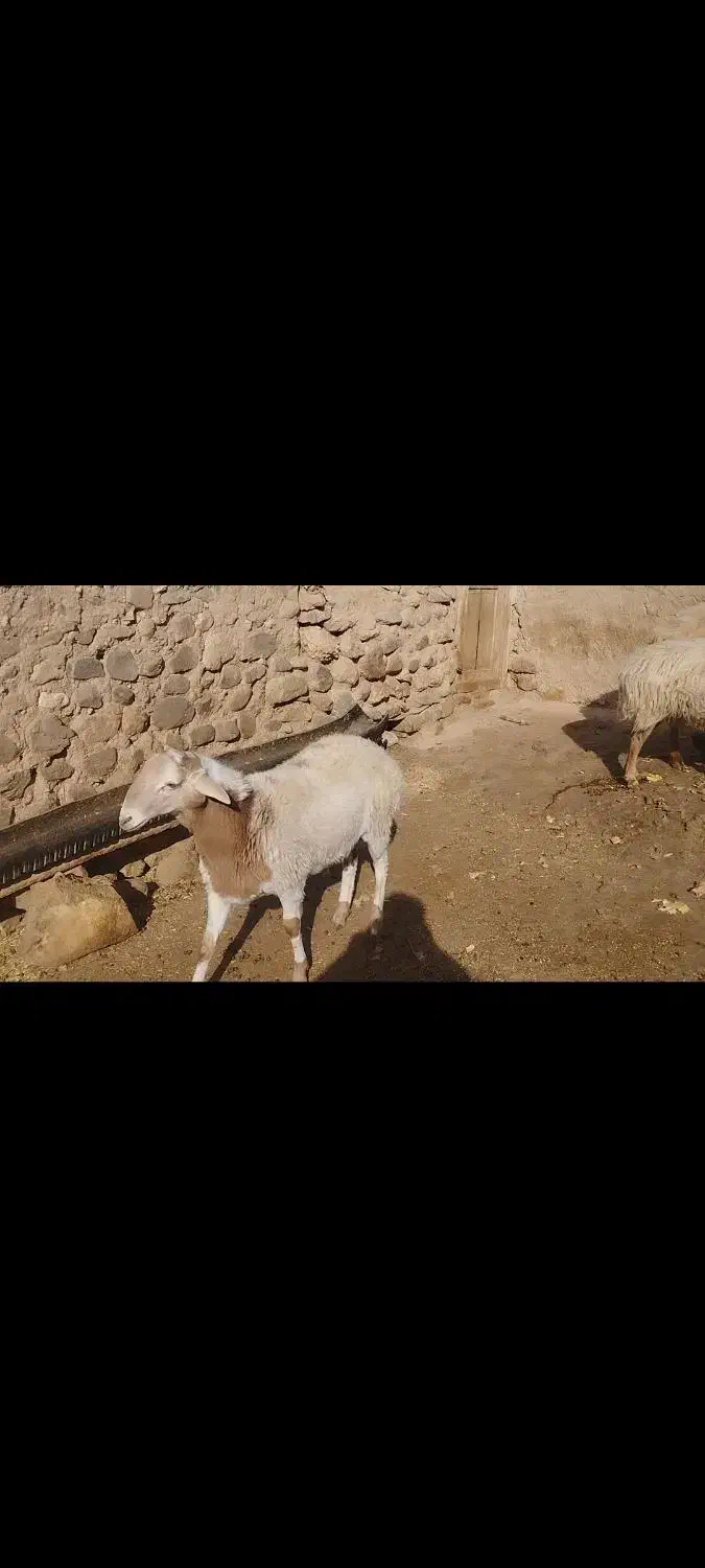 بره قوچ چینی|حیوانات مزرعه|جلگه شوقان, |دیوار