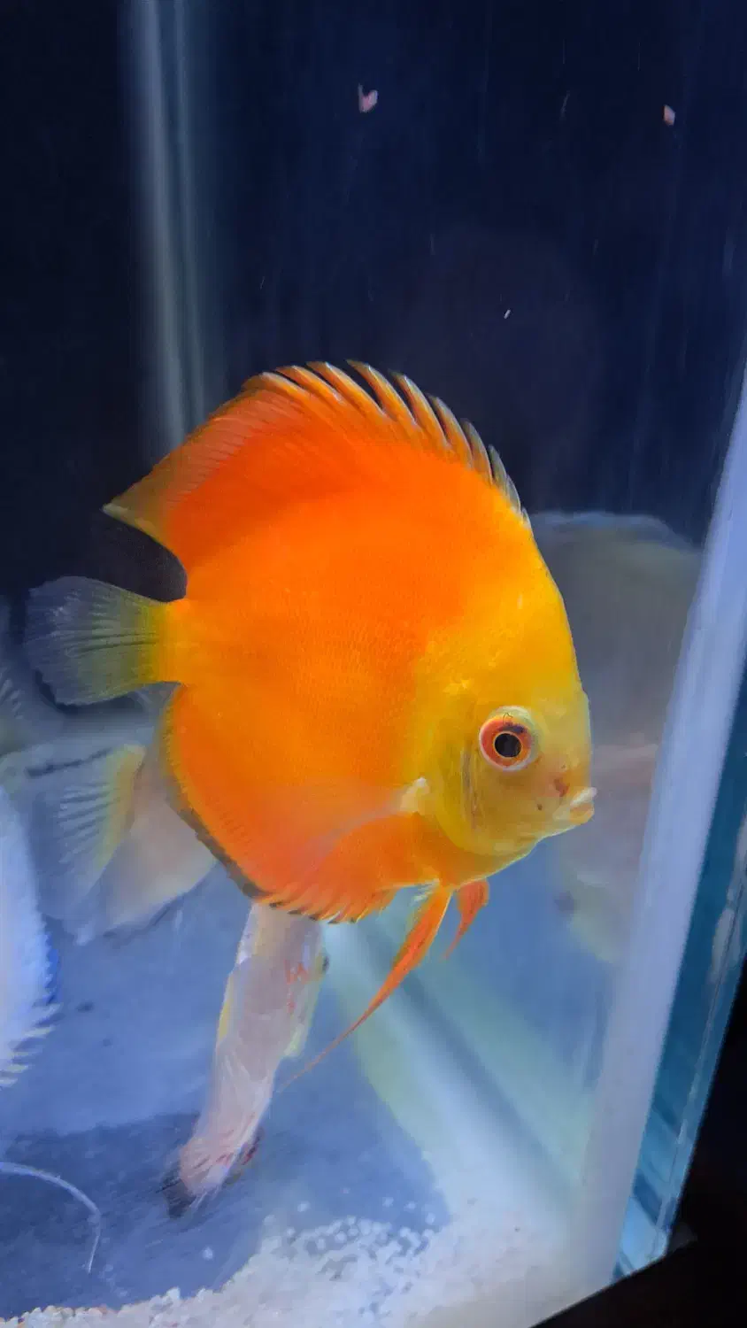 دیسکس|ماهی|شیراز, تندگویان|دیوار