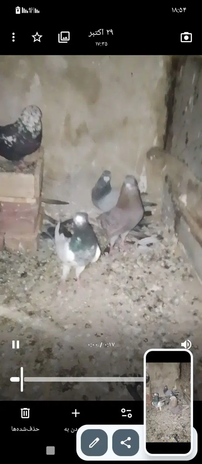 کبوتر|پرنده|نقده, |دیوار