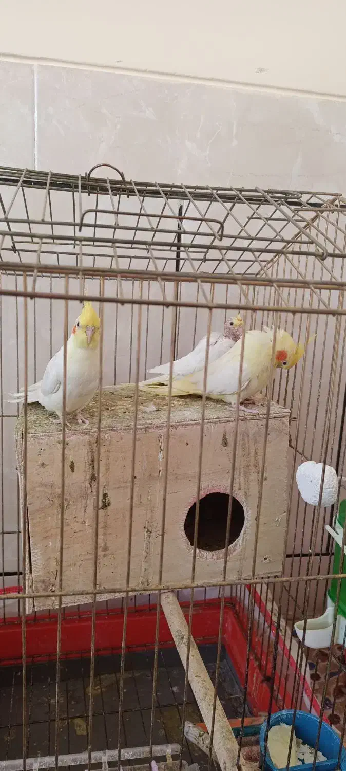 واگذاری جفت و جوجه عروس هلندی لوتینو|پرنده|نیریز, |دیوار