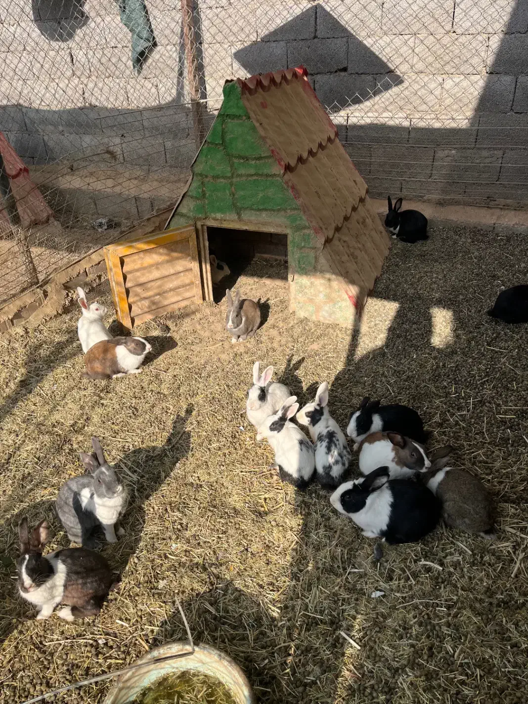 خرگوش فروشی ۸۰ هزار تومان|موش و خرگوش|ساوه, |دیوار