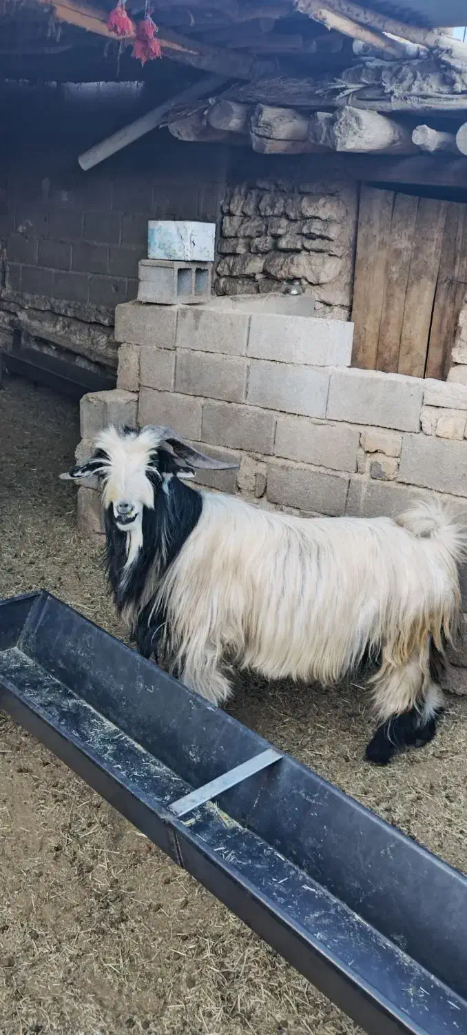 شیراز. کامفیروز|حیوانات مزرعه|کامفیروز, |دیوار