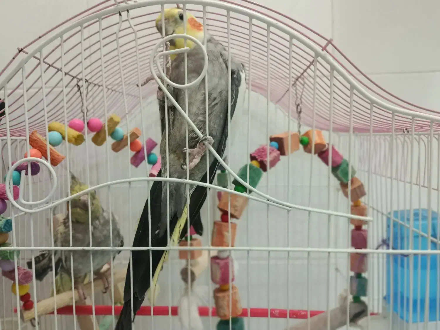 عروس هلندی نر و ماده|پرنده|ملایر, |دیوار