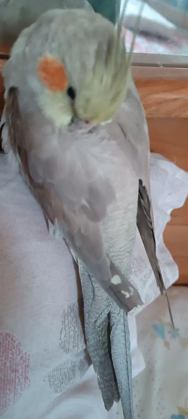 عروس هلندی گم شده|پرنده|کازرون, |دیوار