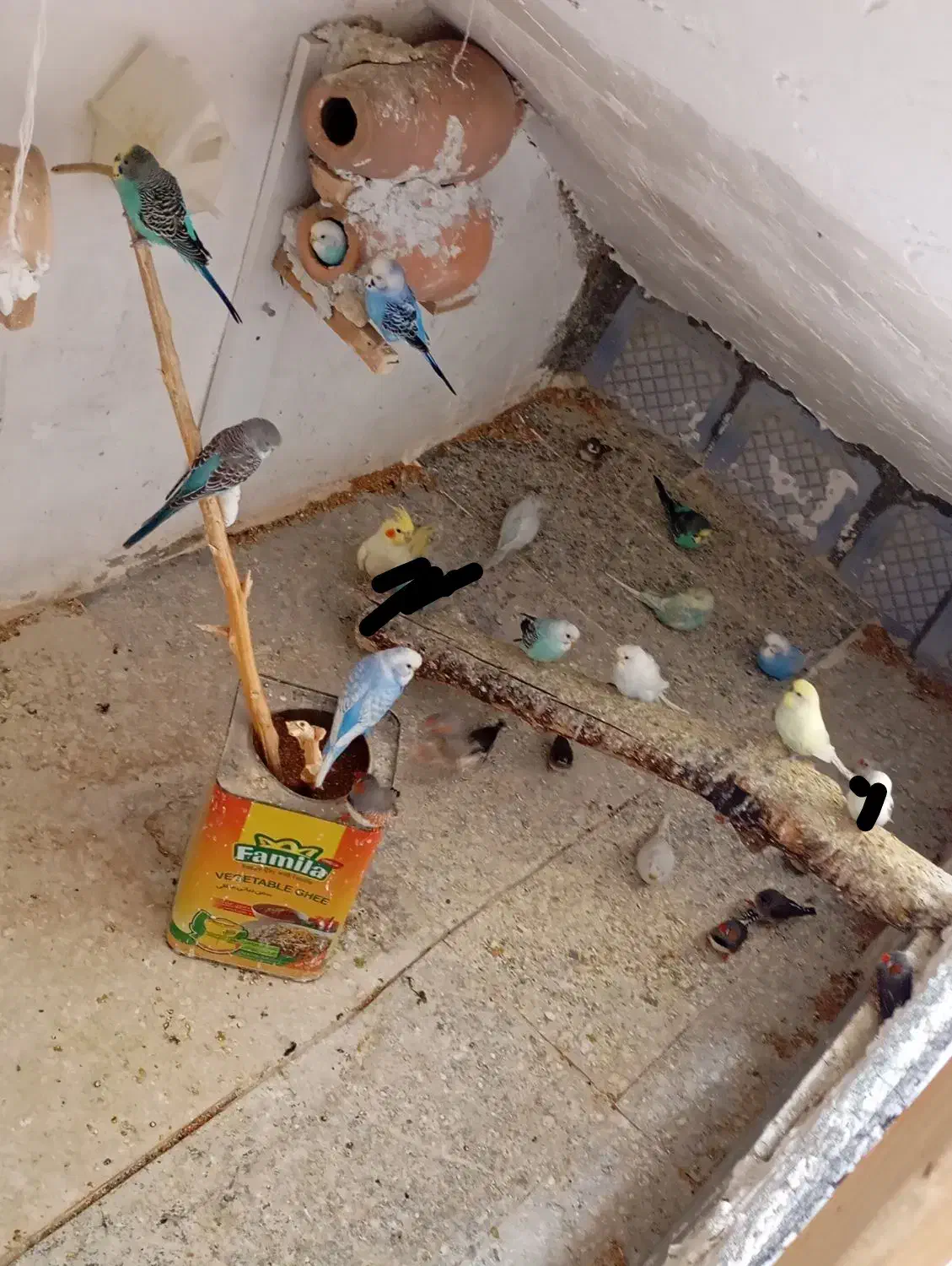 مرغ عشق|پرنده|گرگان, |دیوار