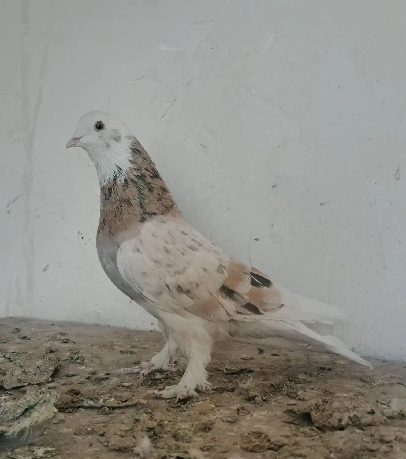 کبوتر یا کفتر پرشی|پرنده|چهاردانگه (تهران), |دیوار