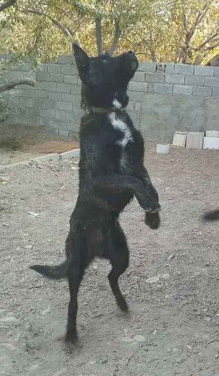 سگ  گمشده سگ مالینویز|حیوانات|ماهدشت, |دیوار