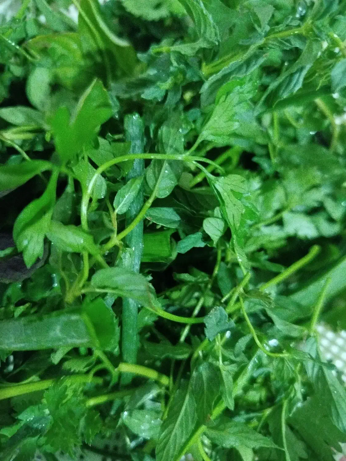 نعنا|خوردنی و آشامیدنی|بیرجند, |دیوار