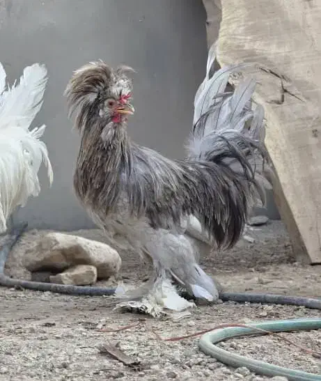 خروس سلطان|حیوانات مزرعه|لامرد, |دیوار