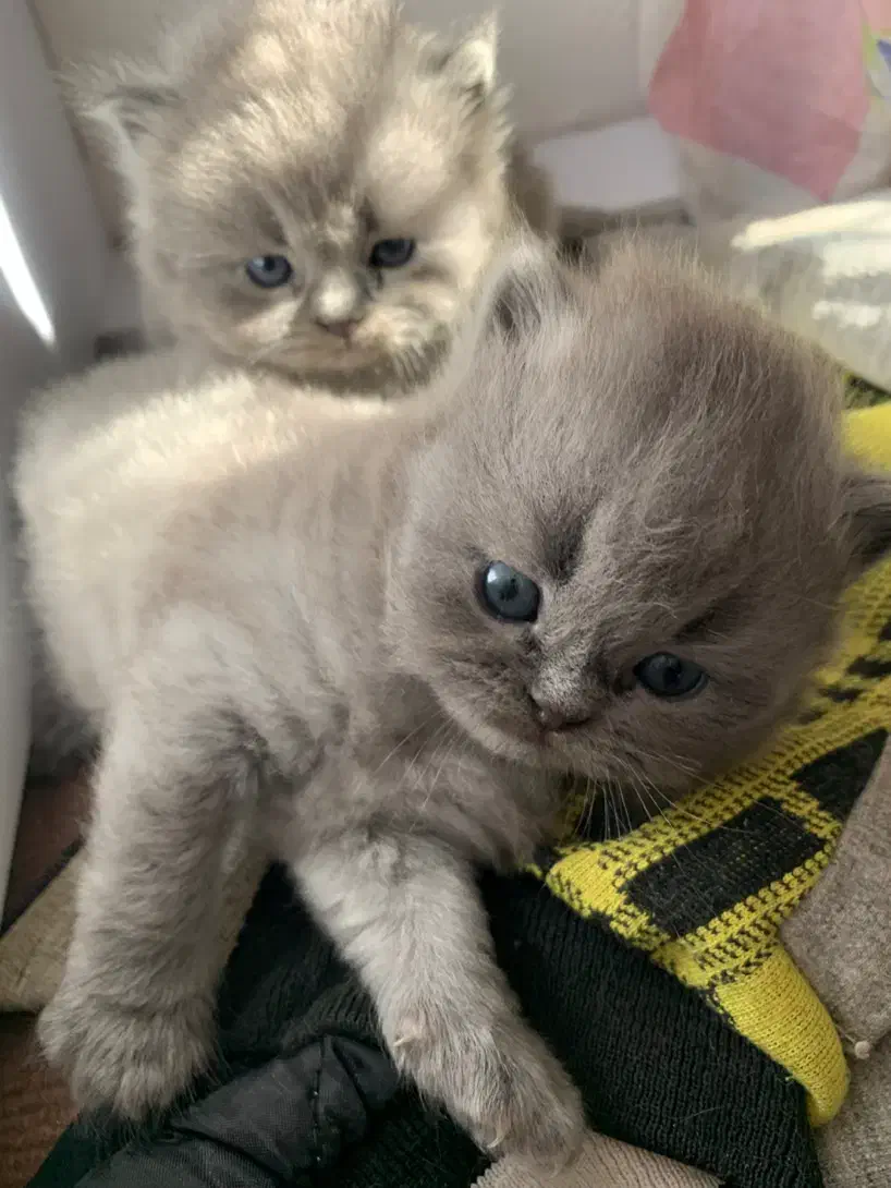 بچه گربه های اصیل ، نژاد خاصی از پرشین|گربه|لاهیجان, شیخ زاهد|دیوار