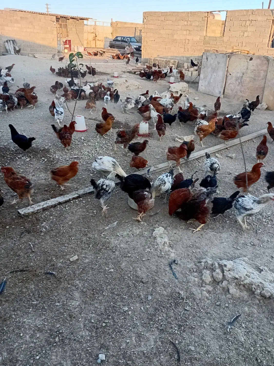 مرغ خروس گلپایگان|حیوانات مزرعه|هشتگرد, شهرک وحدت|دیوار
