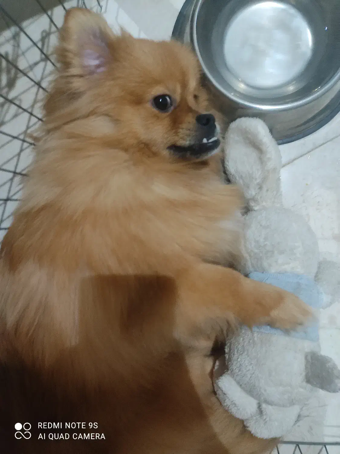 واگذاری سگ پامر|سگ|سلمان‌شهر, |دیوار